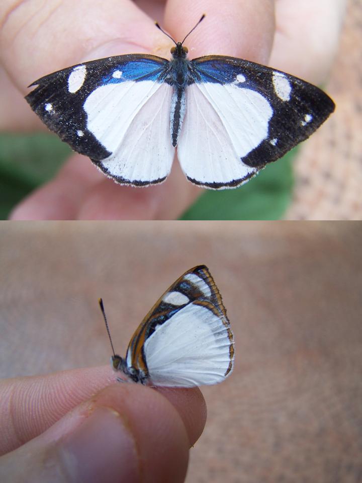FIGURE 2f FIGURE 2f